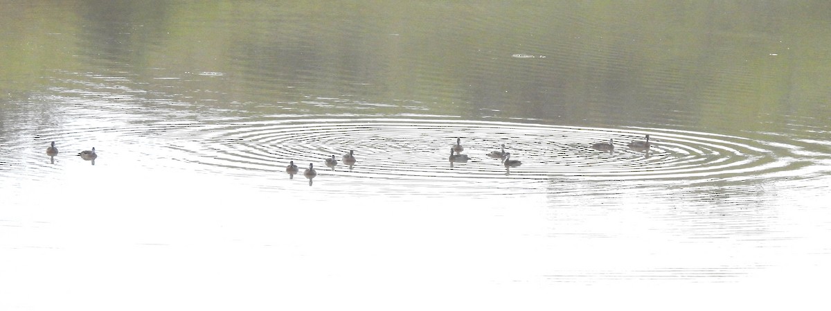 Brazilian Teal - ML646808252