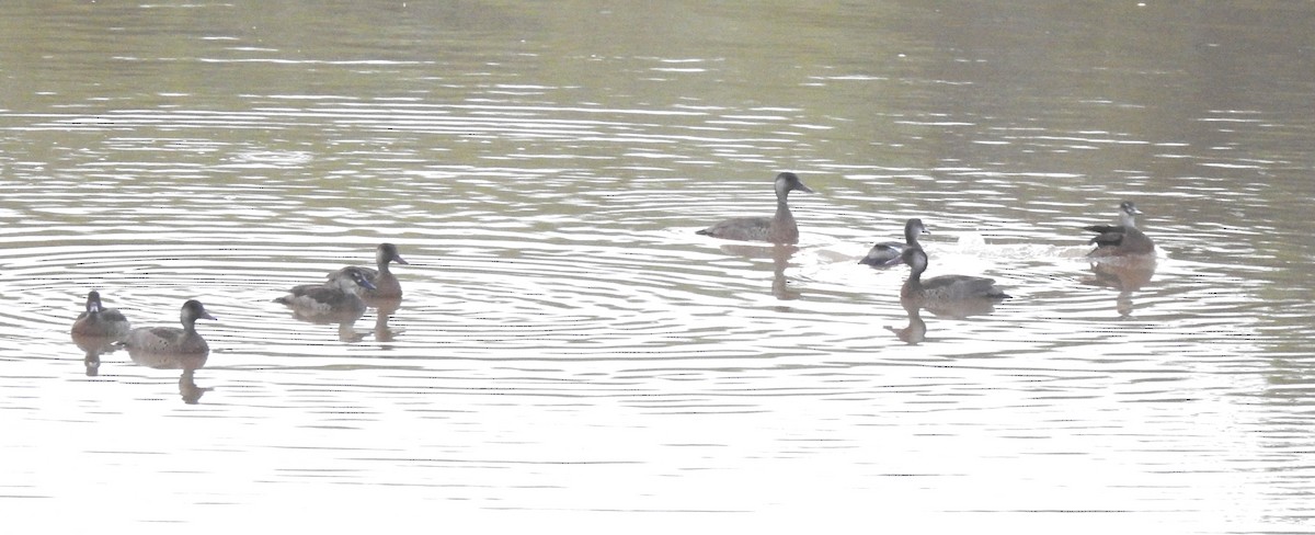 Brazilian Teal - ML646808253