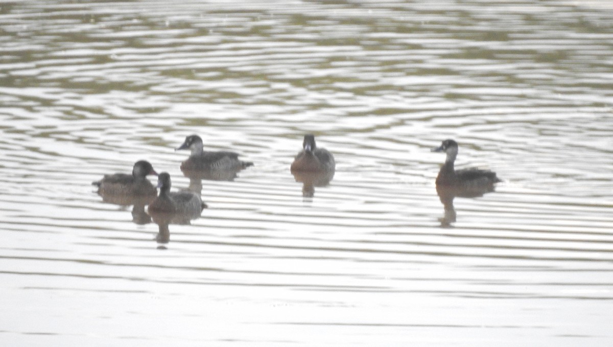 Brazilian Teal - ML646808254