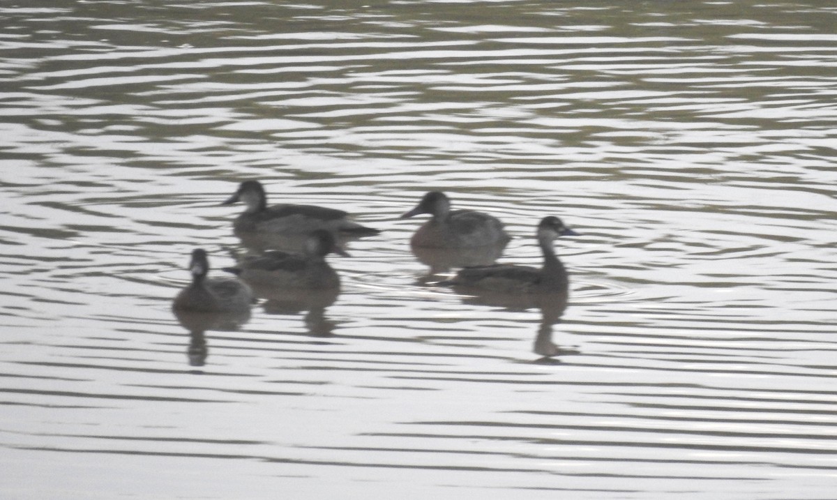 Brazilian Teal - ML646808255