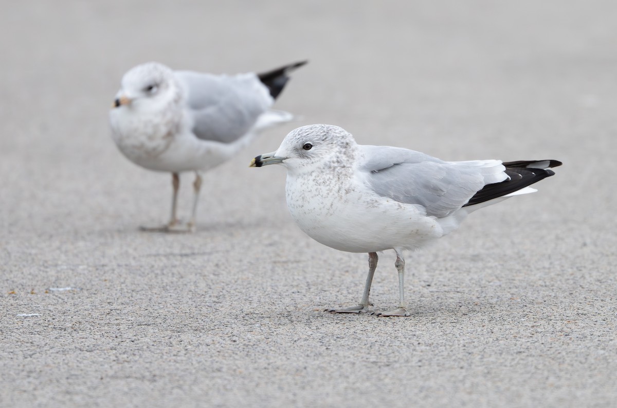 Ring-billed Gull - ML646808256