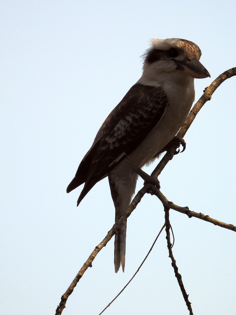 Laughing Kookaburra - ML646808257