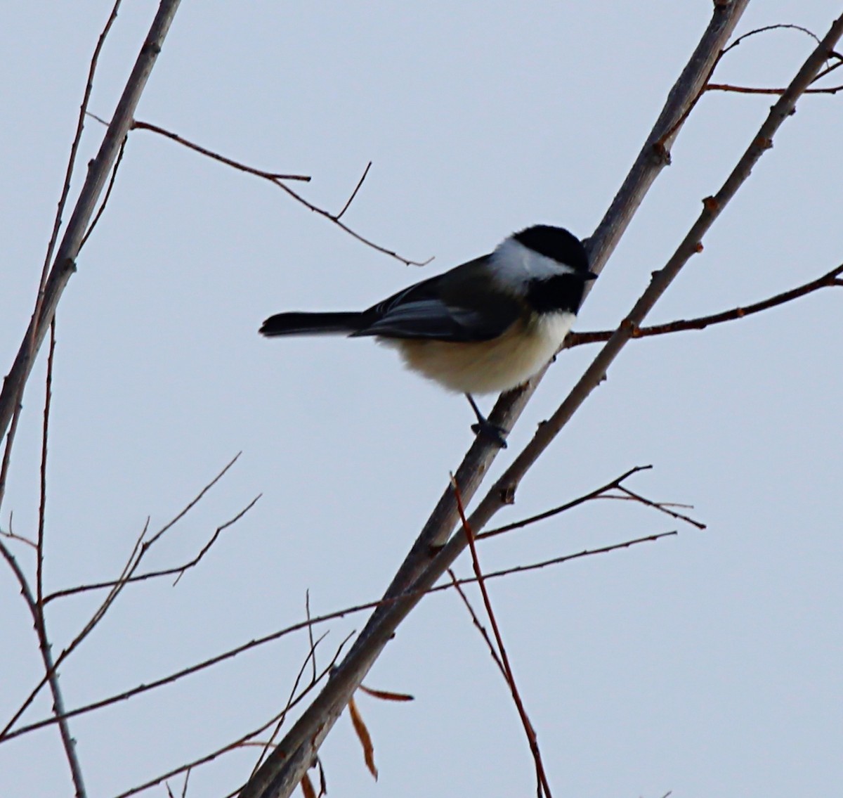 Black-capped Chickadee - ML646808258