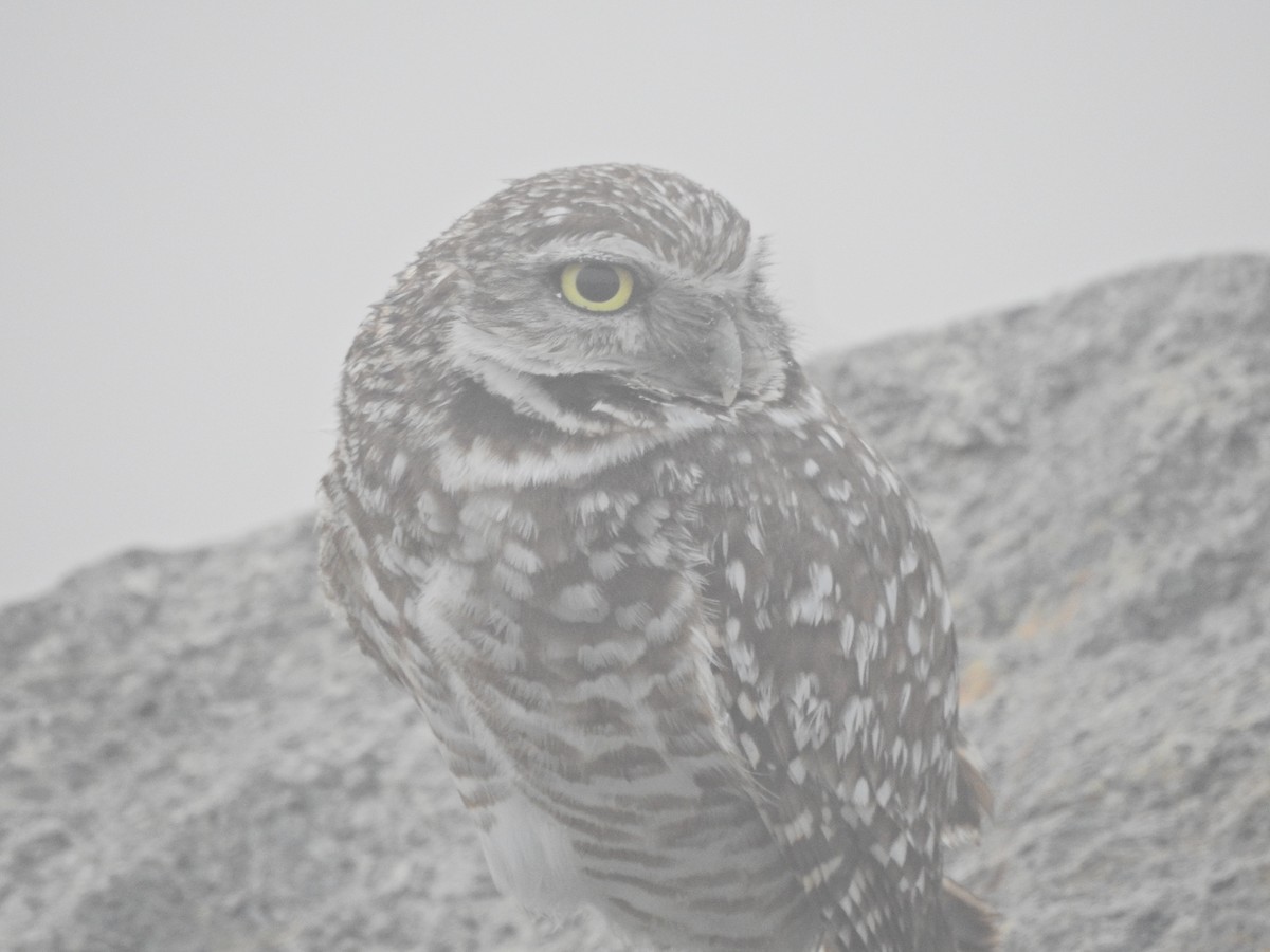 Yer Kukumavı - ML646808259