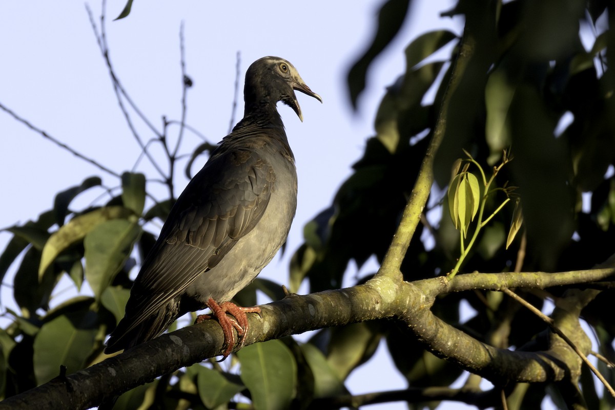 White-crowned Pigeon - ML646808261