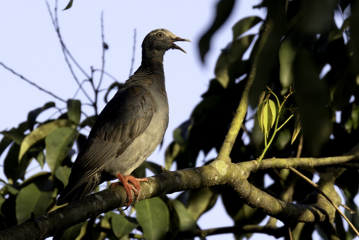 White-crowned Pigeon - ML646808262