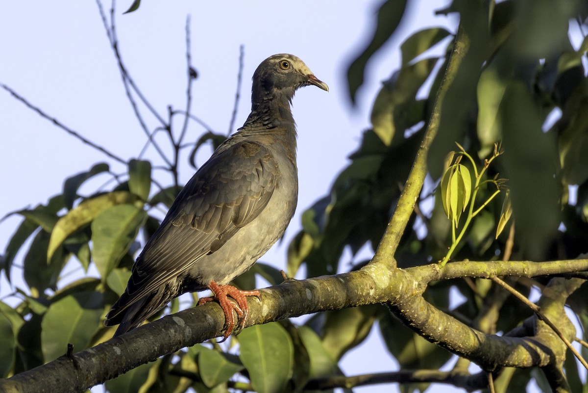 White-crowned Pigeon - ML646808263