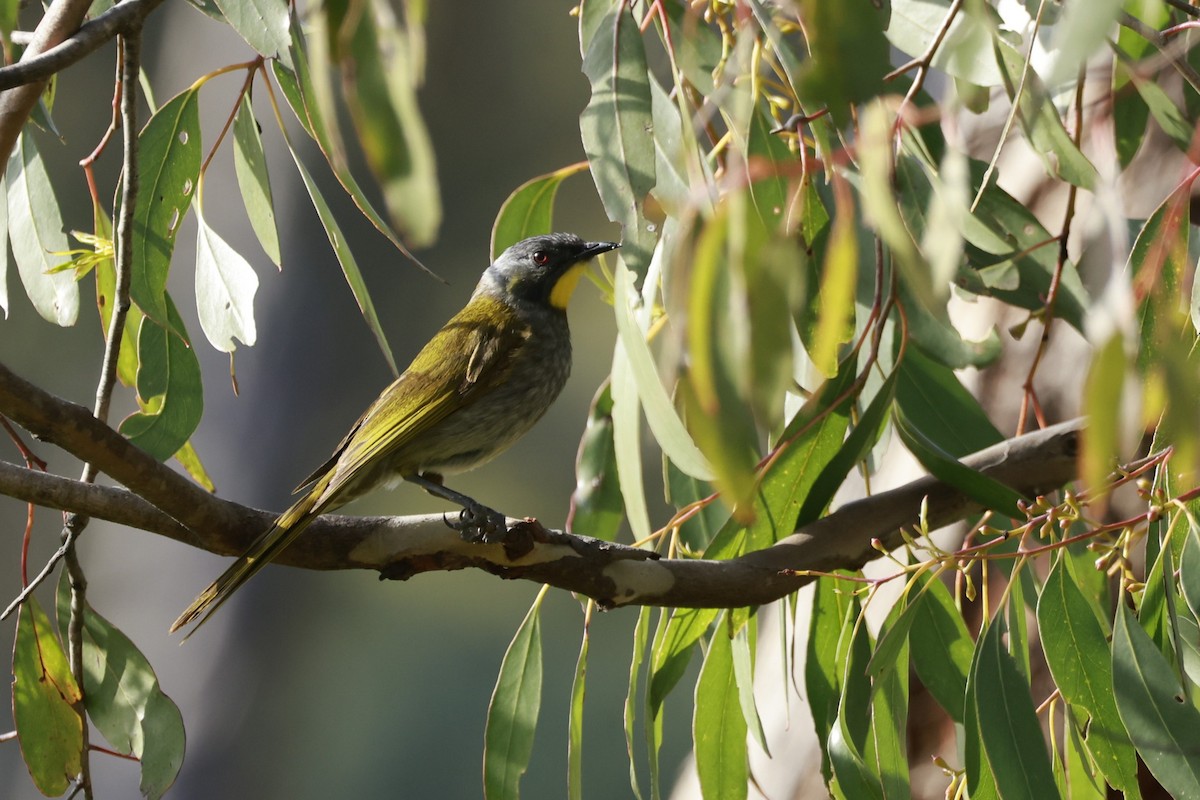 Méliphage à gorge jaune - ML646808265