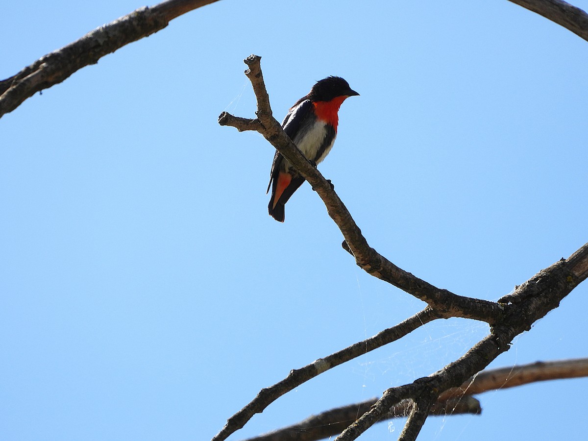 Mistletoebird - ML646808268
