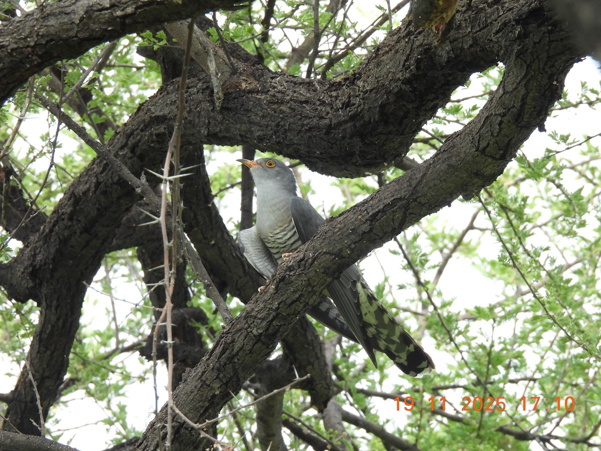 African Cuckoo - ML646808272