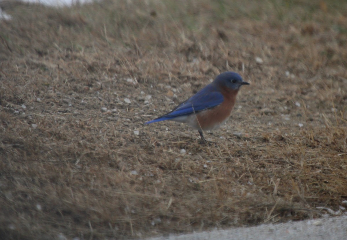 Eastern Bluebird - ML646808273