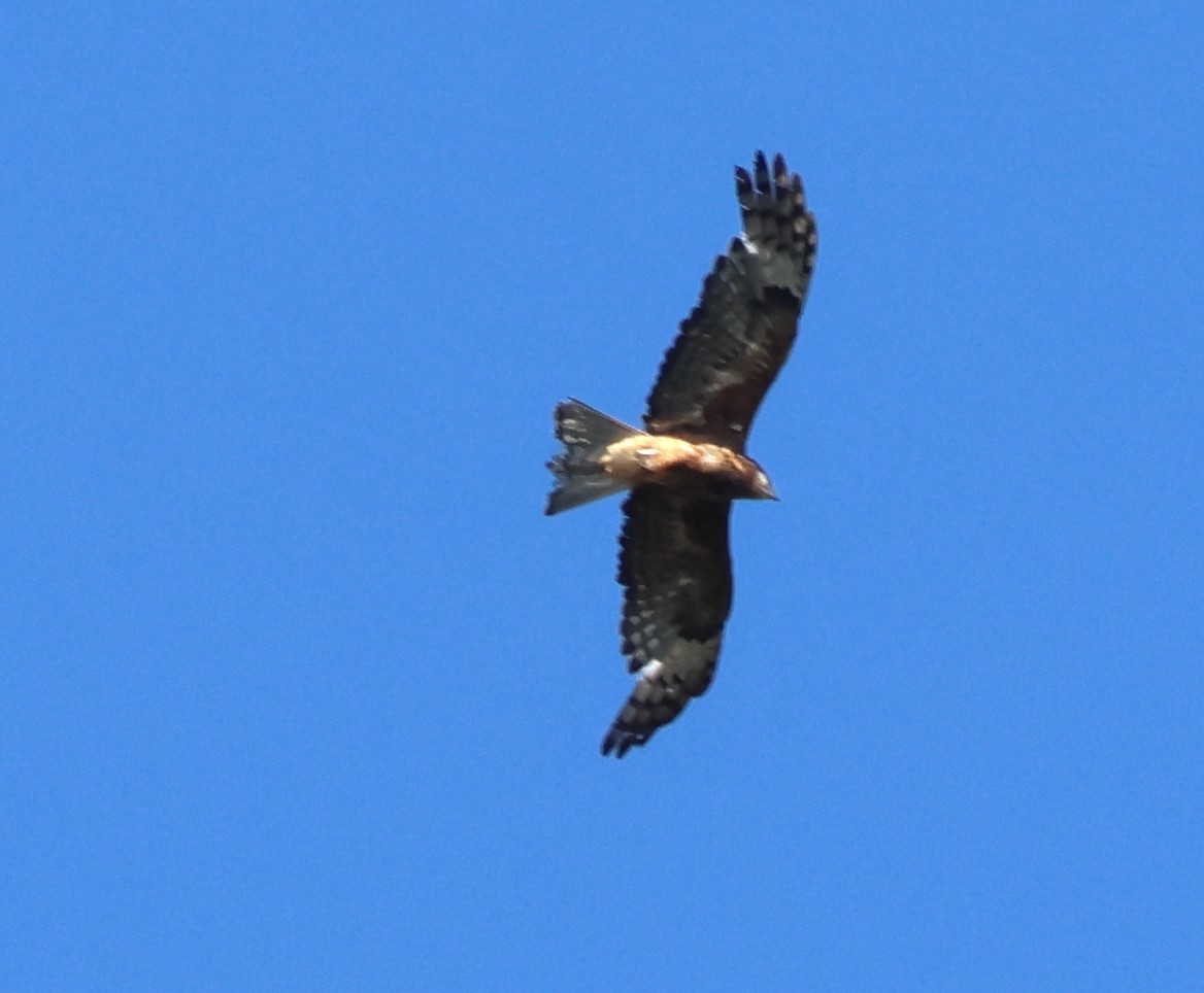 Square-tailed Kite - ML646808274