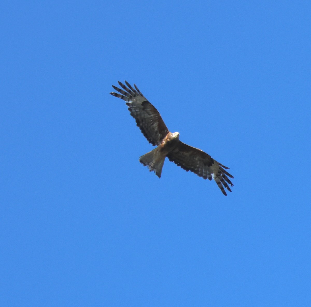 Square-tailed Kite - ML646808276