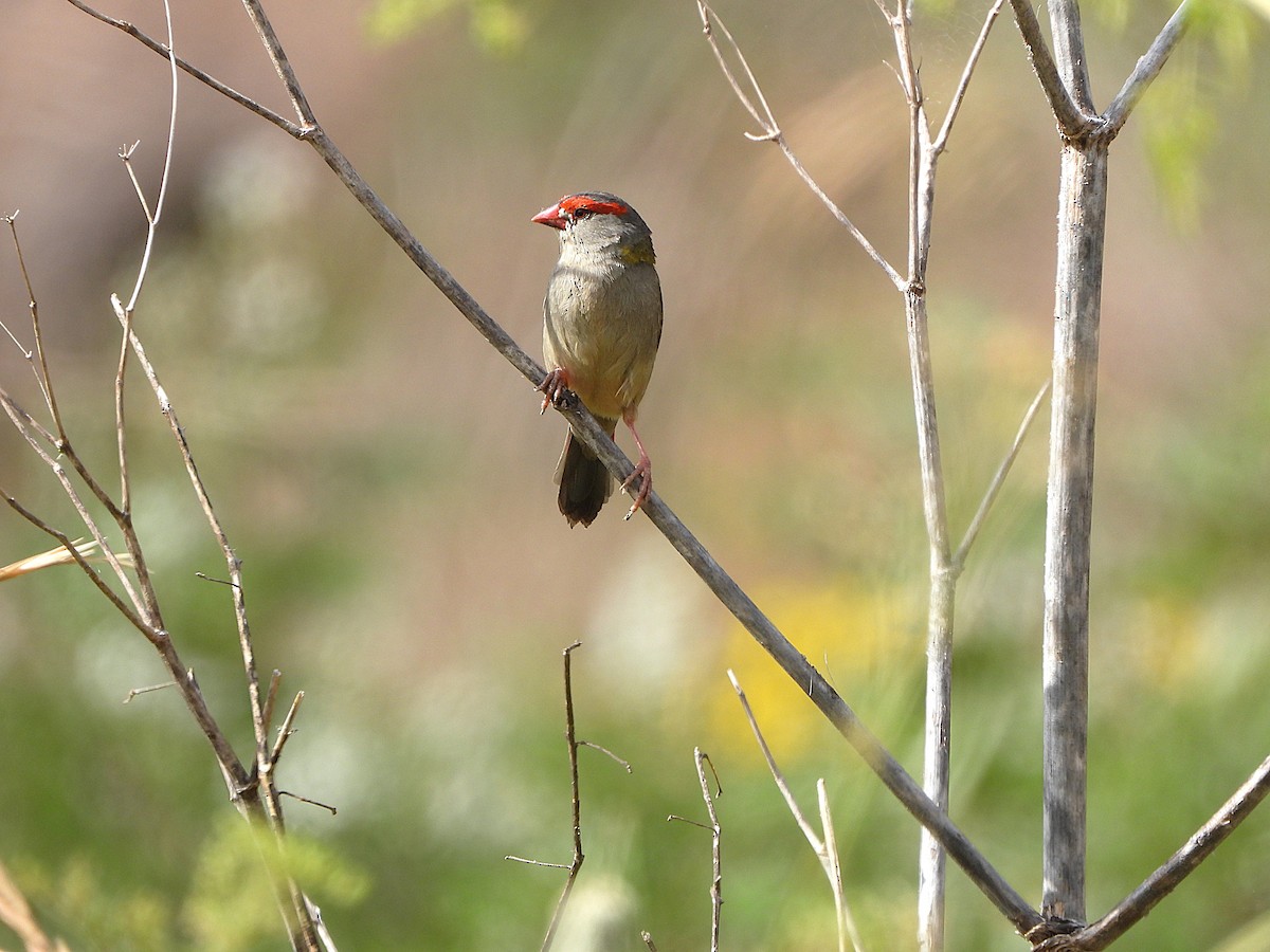 Red-browed Firetail - ML646808277
