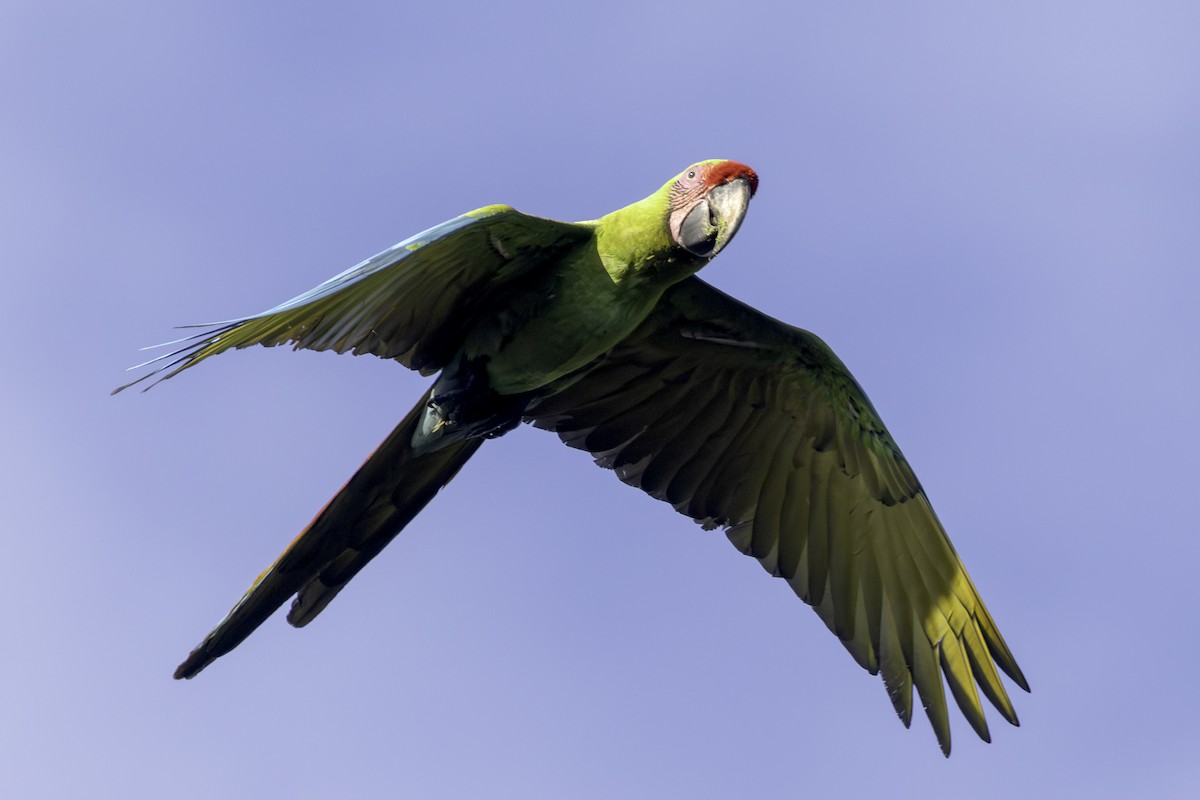 Guacamayo Ambiguo - ML646808278