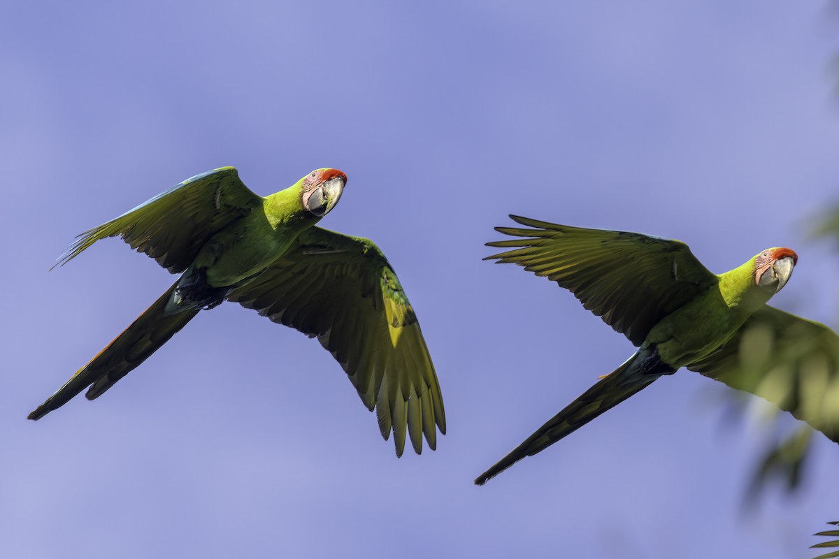 Guacamayo Ambiguo - ML646808279