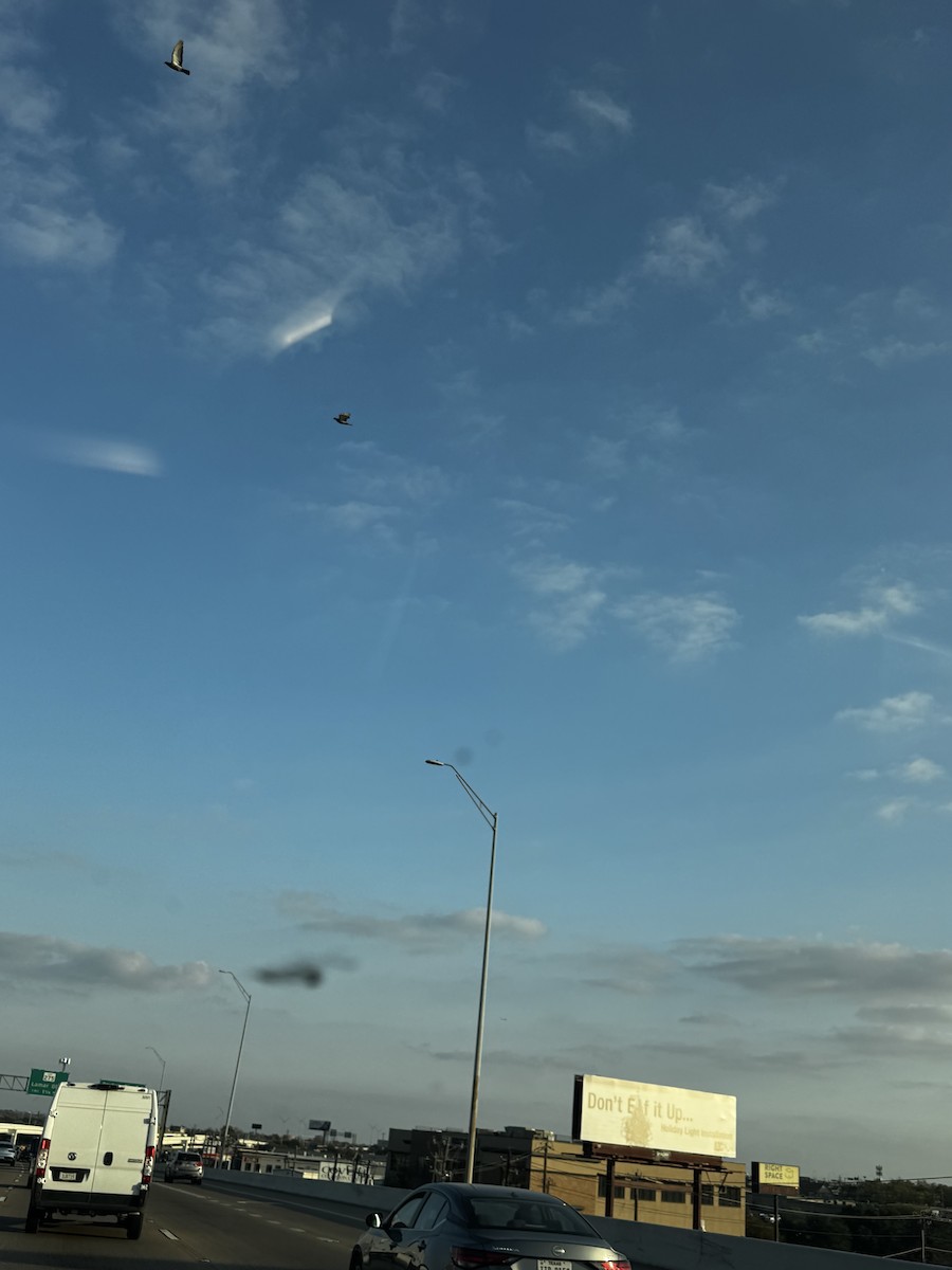 Rock Pigeon (Feral Pigeon) - ML646808280