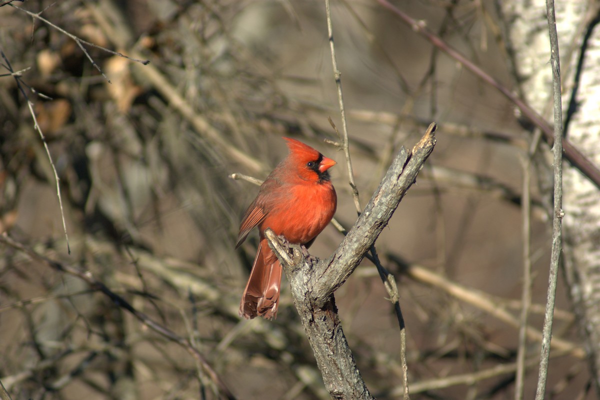 Northern Cardinal - ML646808281