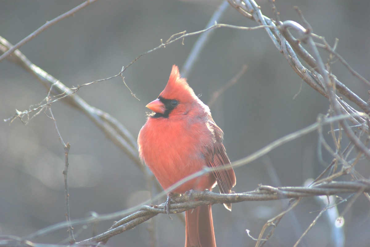 Northern Cardinal - ML646808282
