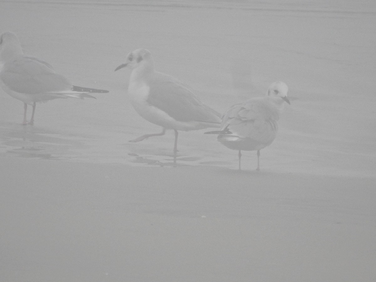 Küçük Karabaş Martı - ML646808283