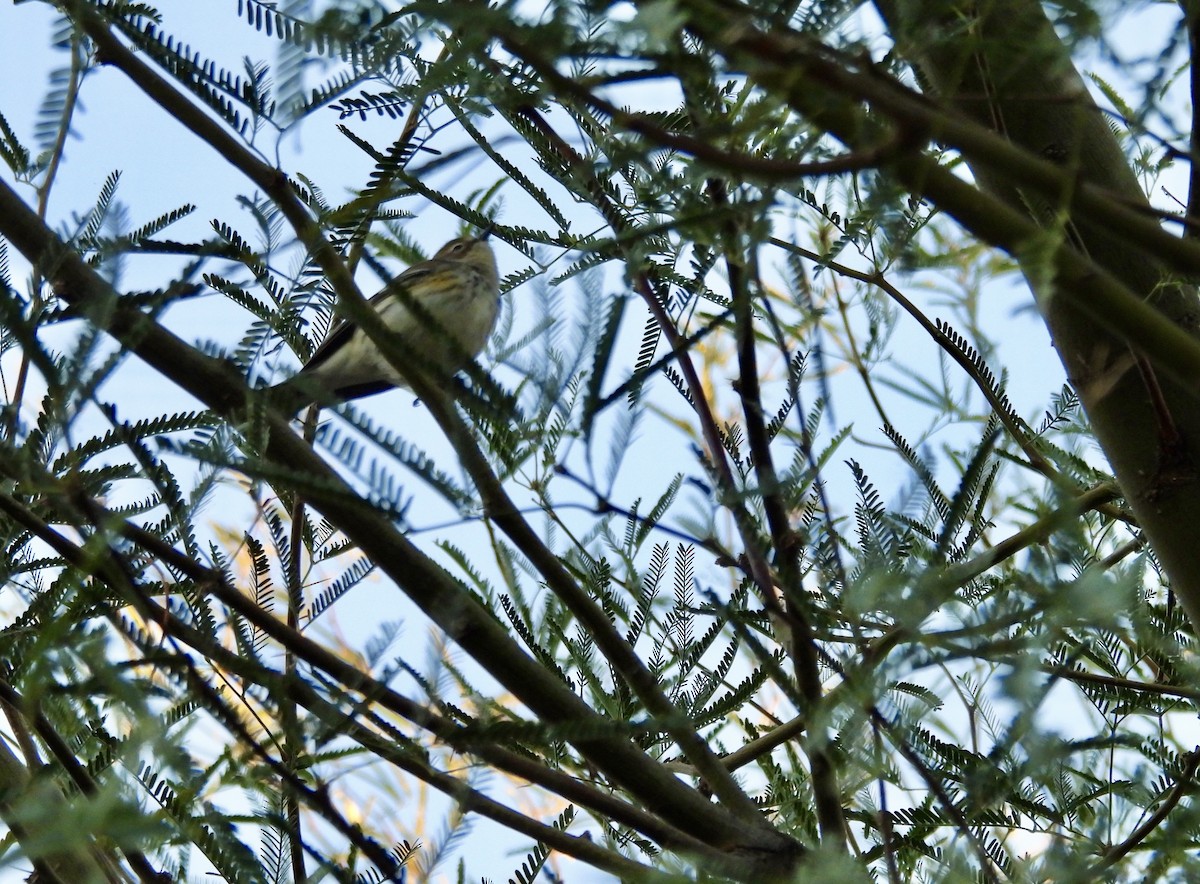 Paruline à croupion jaune - ML646808284