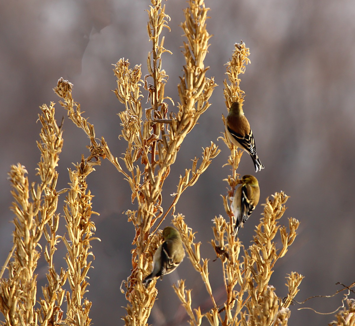 American Goldfinch - ML646808285