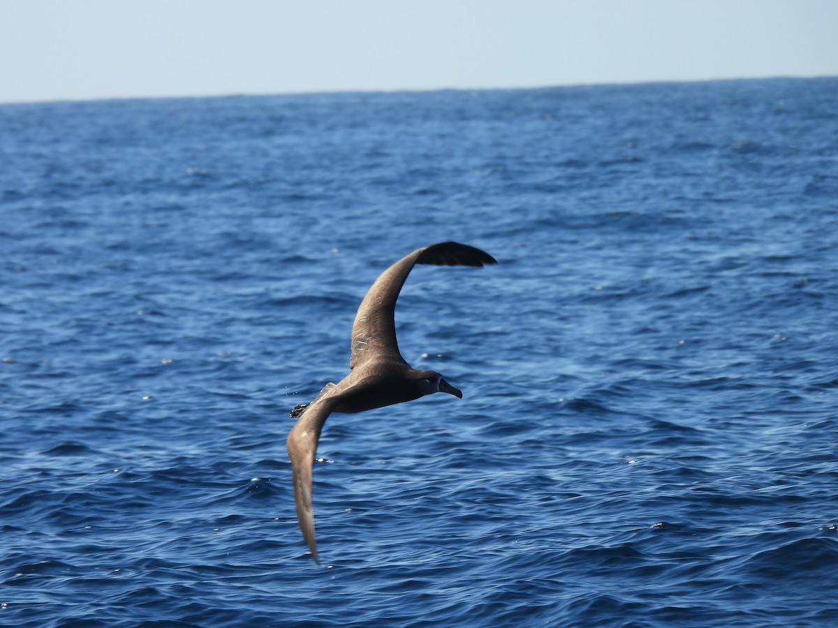 Black-footed Albatross - ML646808287