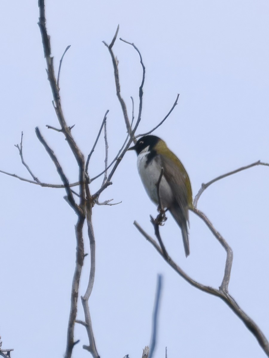 Méliphage à tête noire - ML646808295