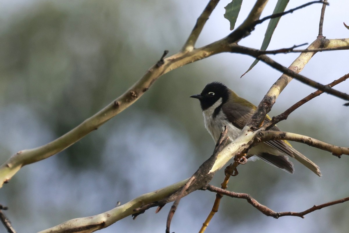 Méliphage à tête noire - ML646808298