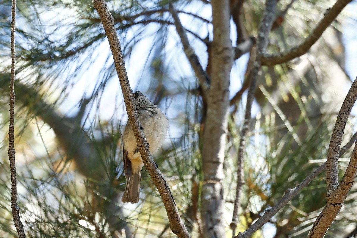 Golden Whistler (Western) - ML646808304