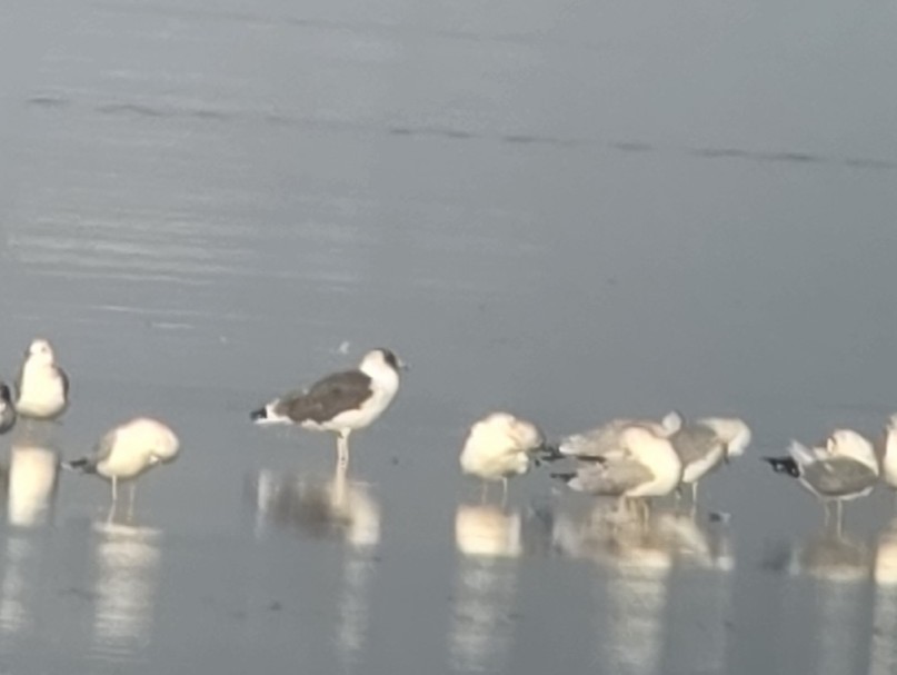 Lesser Black-backed Gull - ML646808305