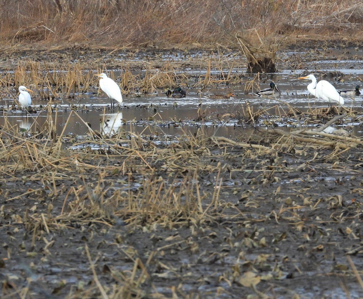 Чапля велика - ML646808314