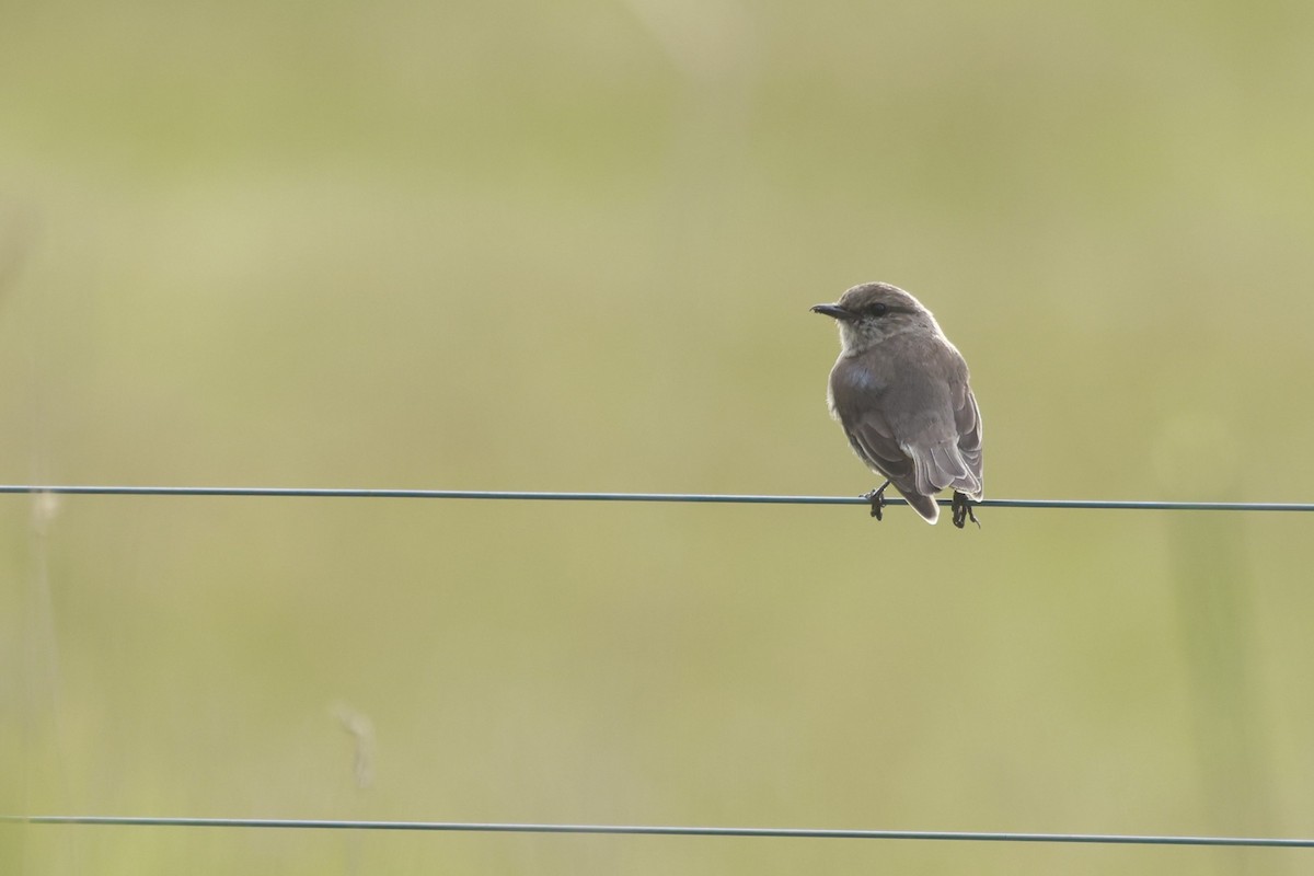 Тасманийская дриада - ML646808315