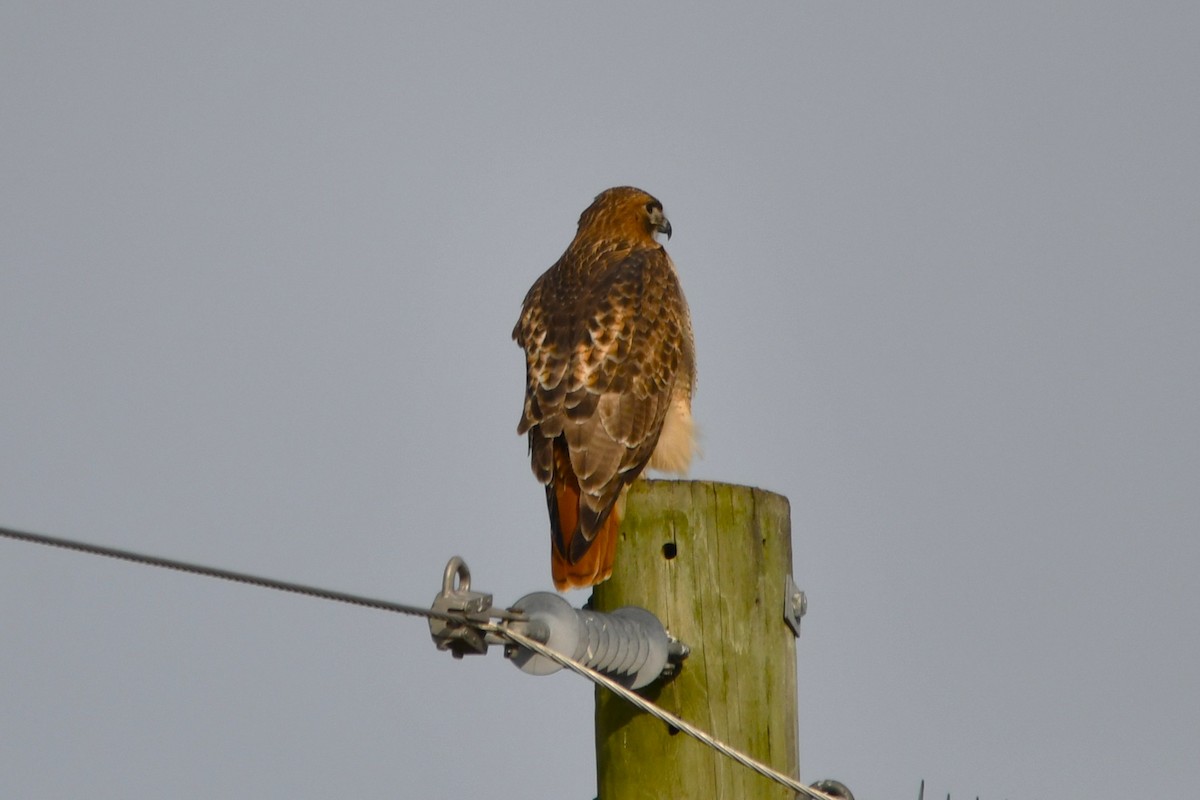 Краснохвостый канюк - ML646808320