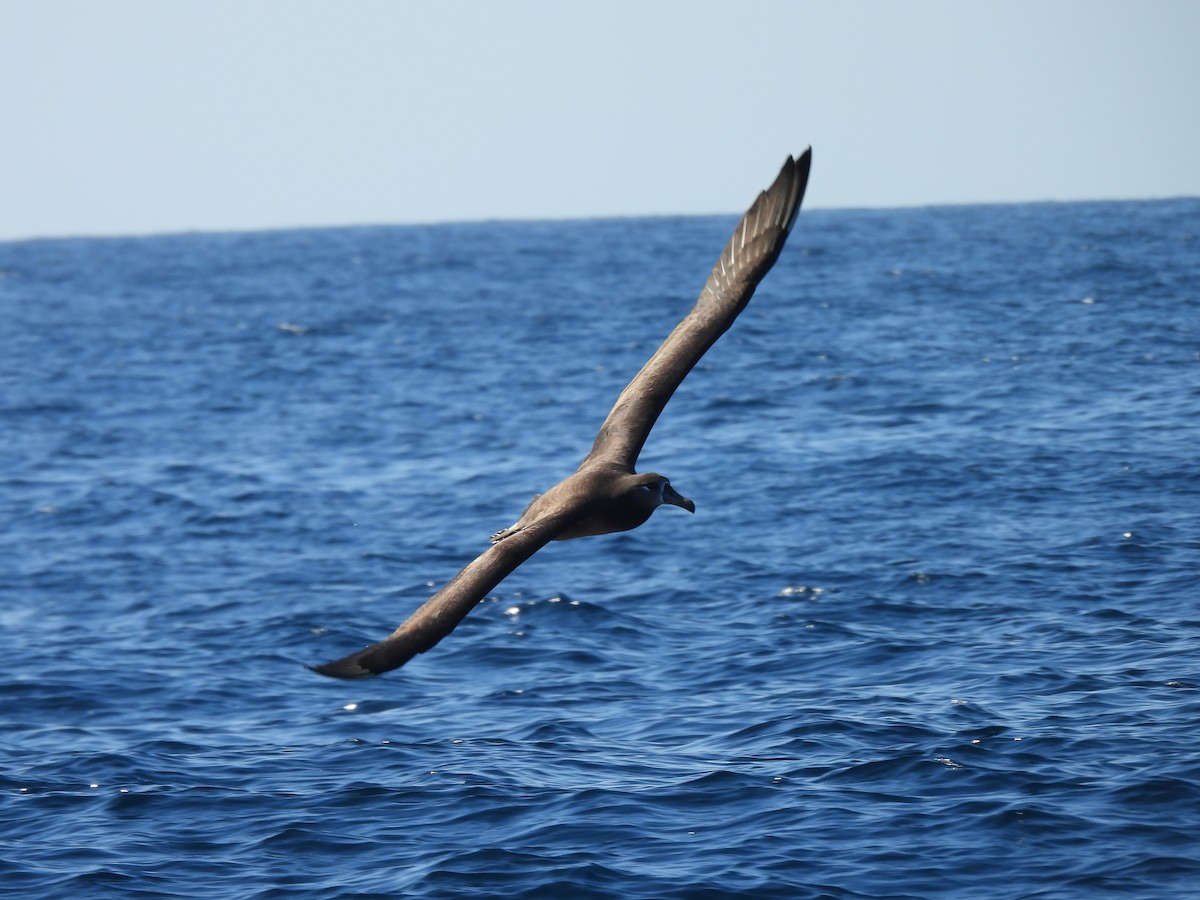 Black-footed Albatross - ML646808321