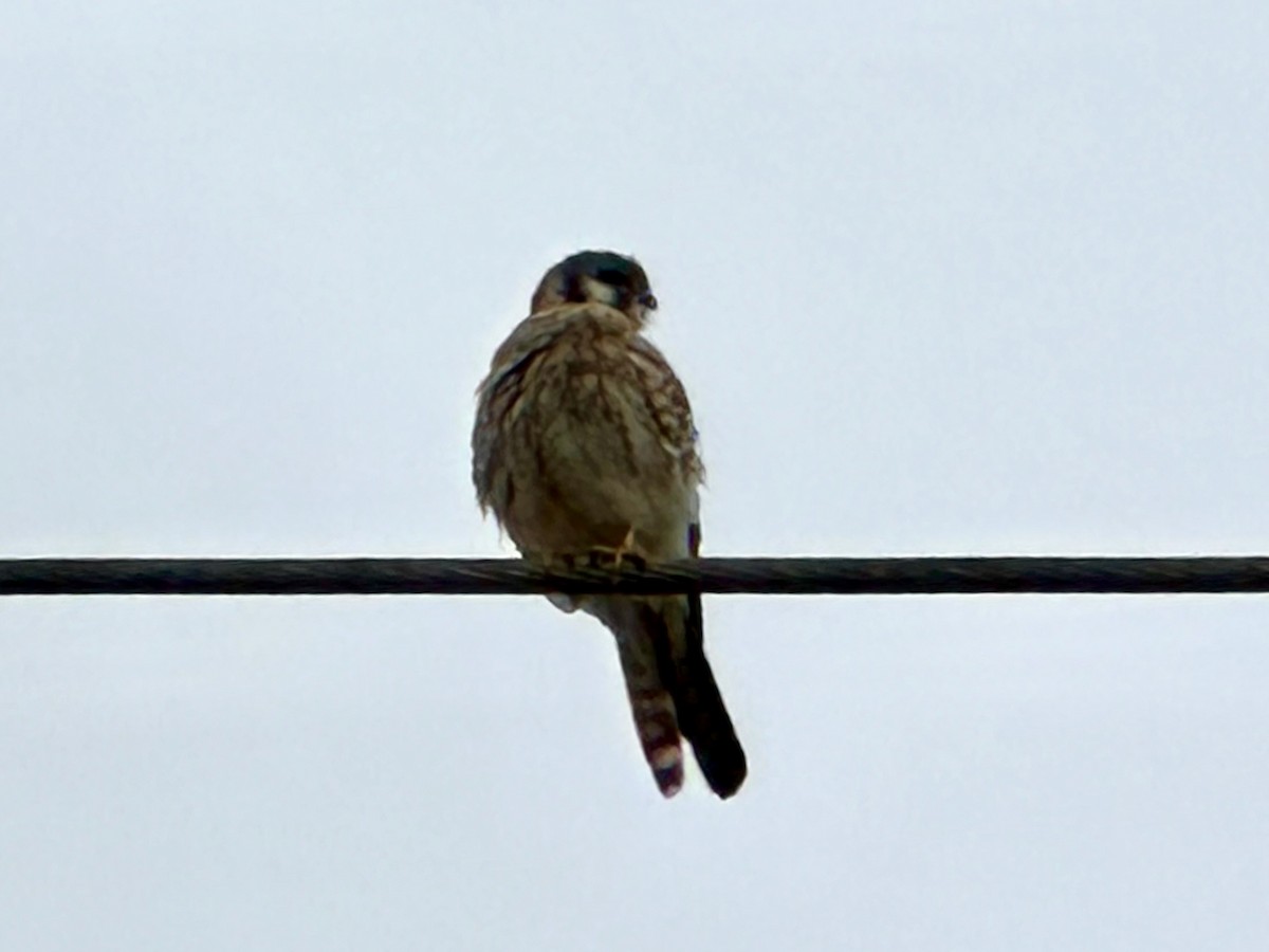 Crécerelle d'Amérique - ML646808323