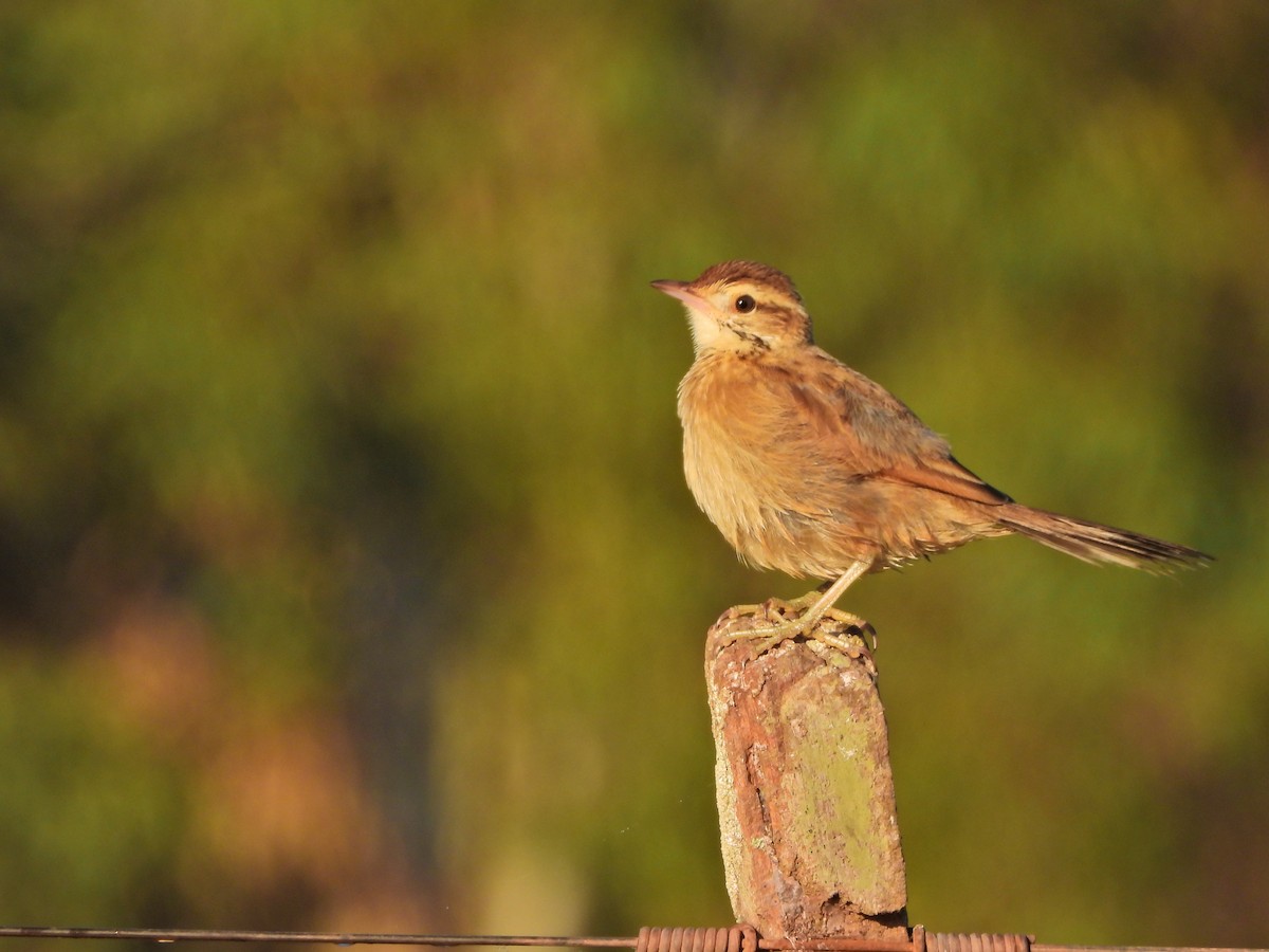 Leñatero - ML646808327