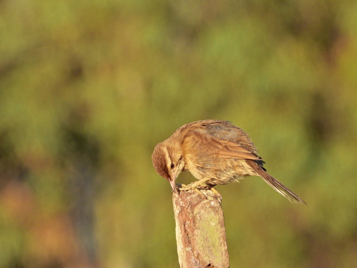 Leñatero - ML646808328