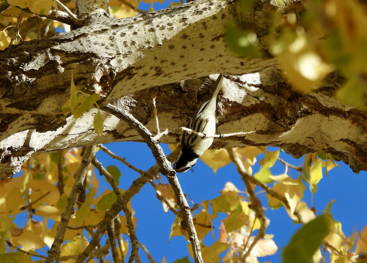 Paruline grise - ML646808330