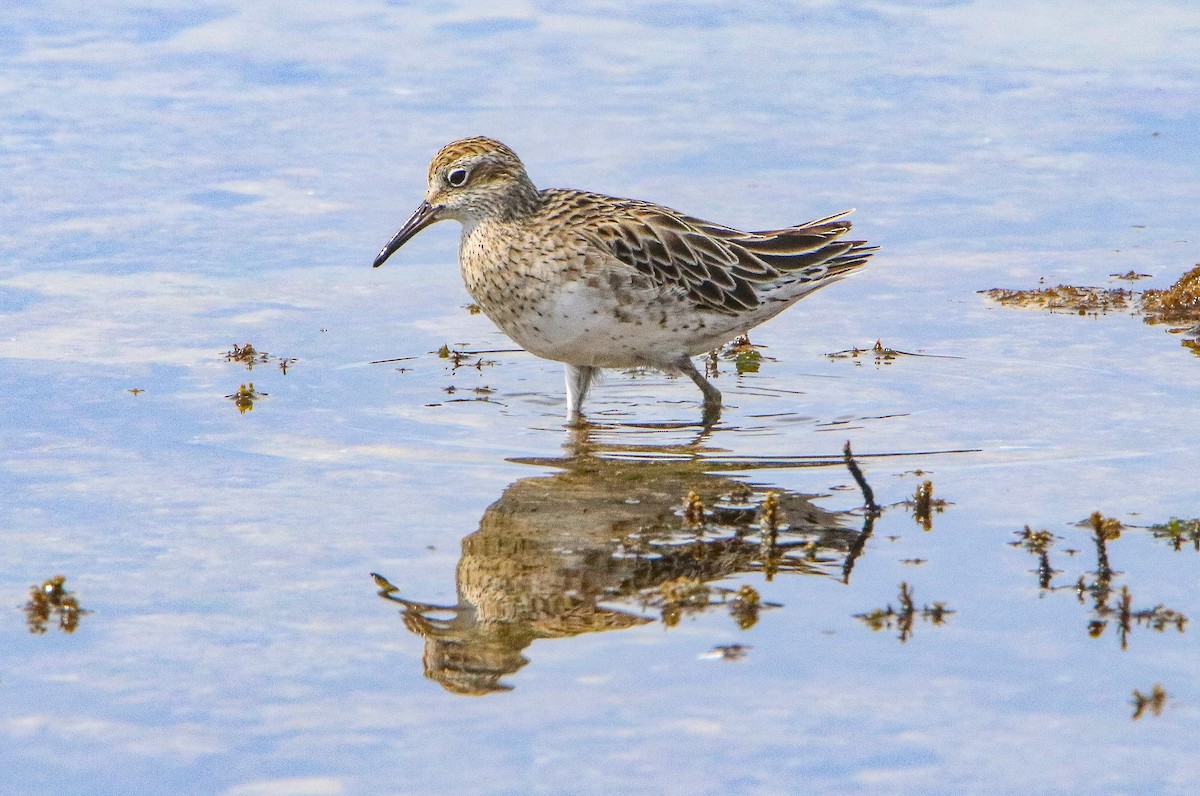 Sharp-tailed Sandpiper - ML646808332