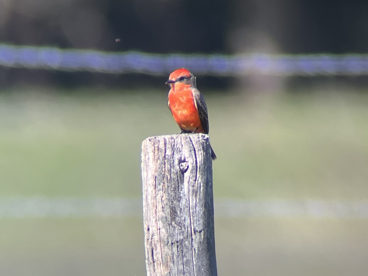 Vermilion Flycatcher - ML646808348