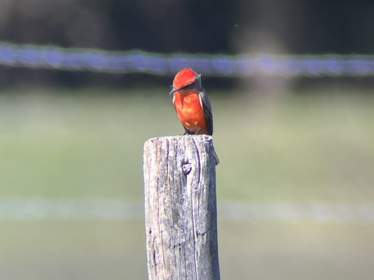 Vermilion Flycatcher - ML646808349