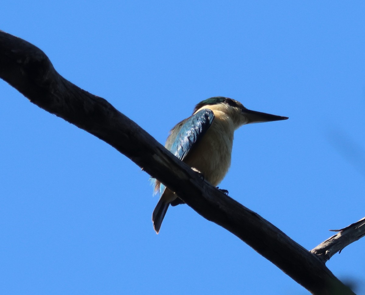 Sacred Kingfisher - ML646808350
