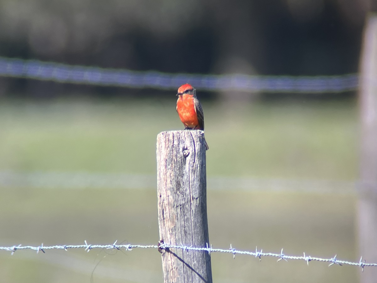 Vermilion Flycatcher - ML646808351