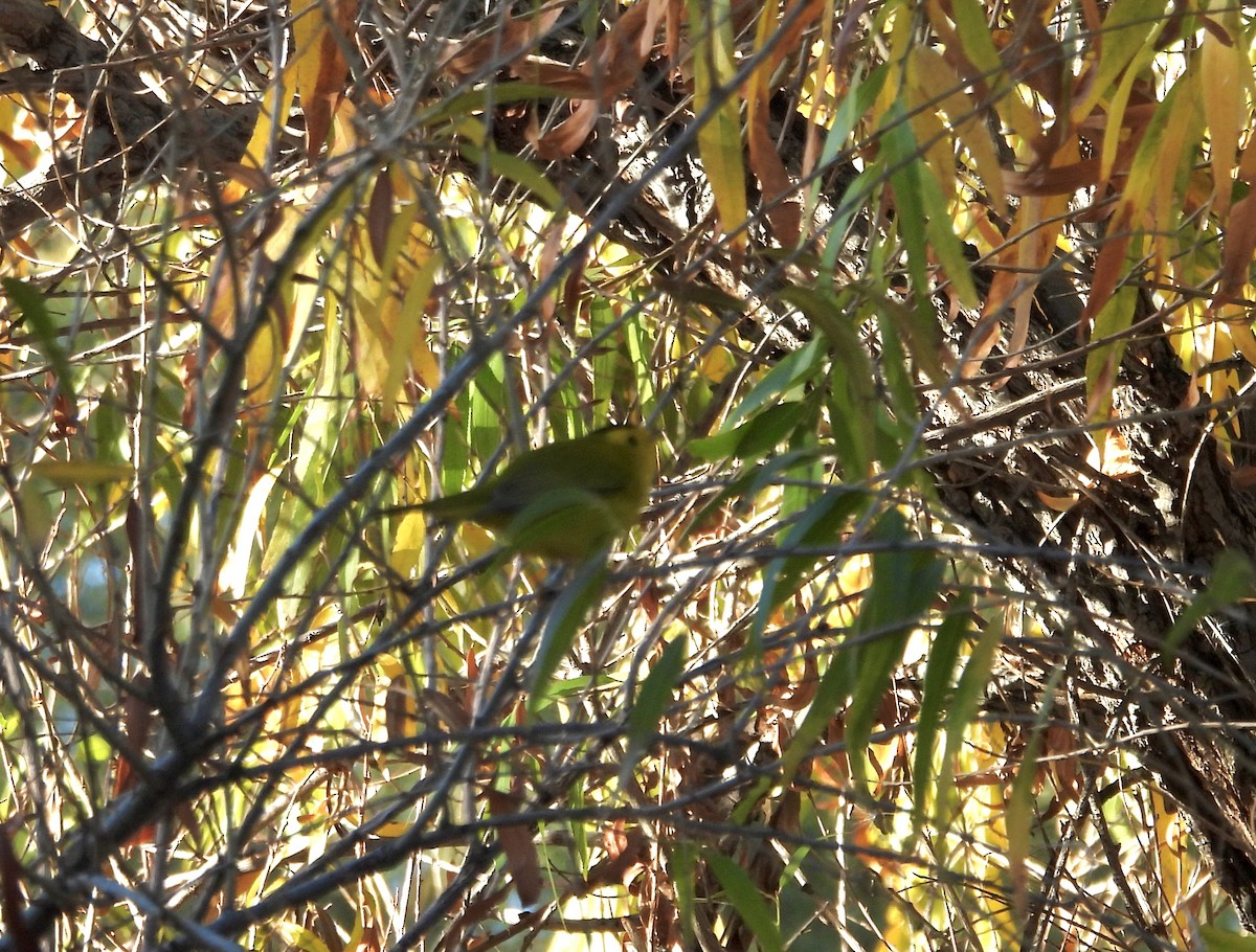 Paruline à calotte noire - ML646808352