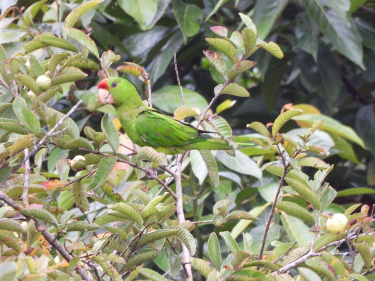 Scarlet-fronted Parakeet - ML646808353