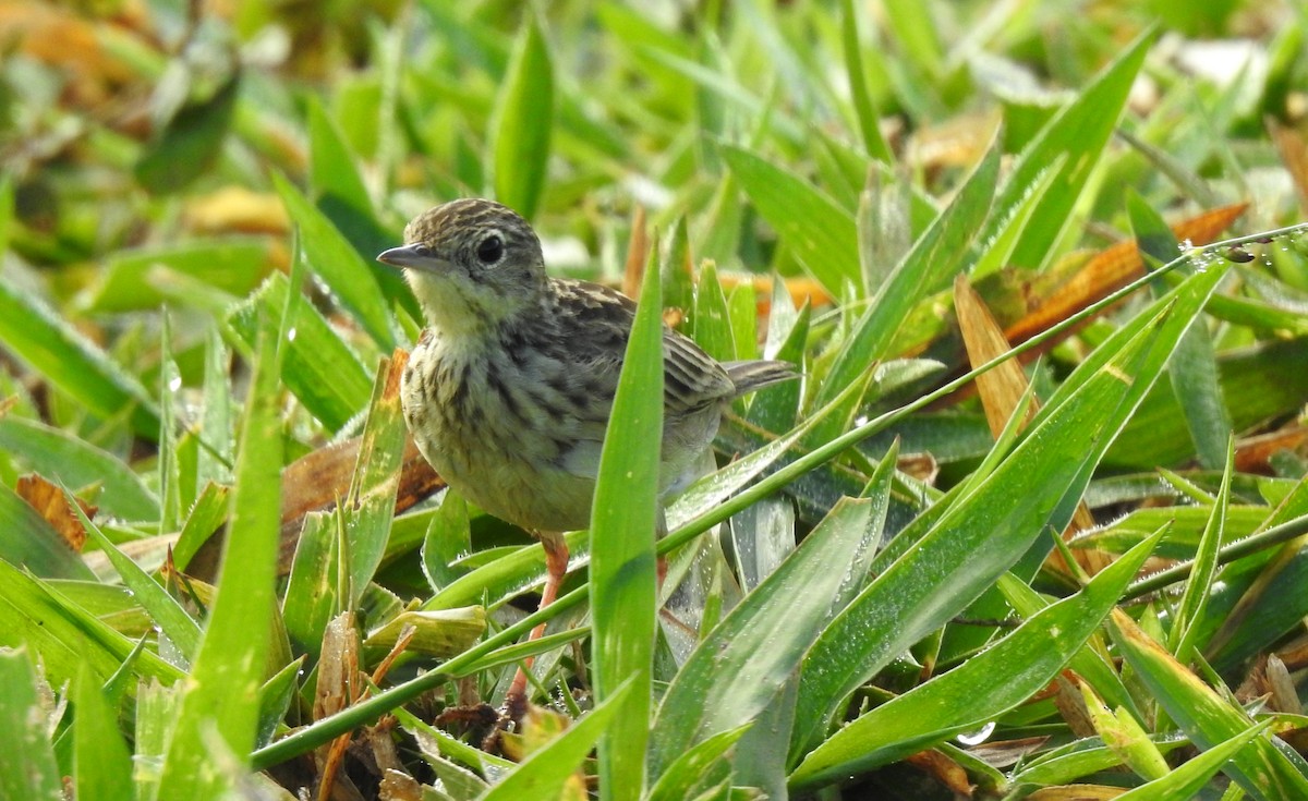 Yellowish Pipit - ML646808355