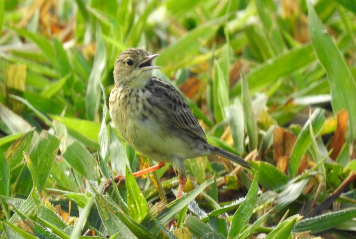 Yellowish Pipit - ML646808357