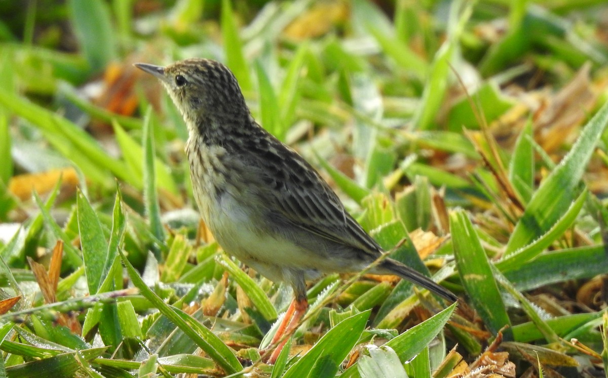 Yellowish Pipit - ML646808359
