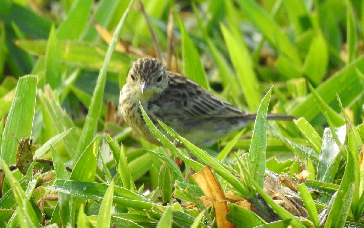 Yellowish Pipit - ML646808360